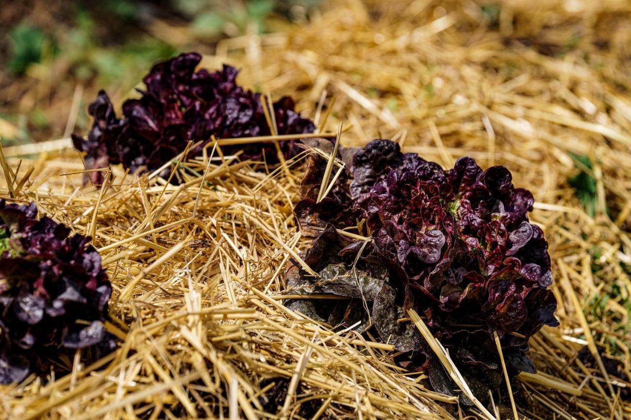 Agriturismo Biologico Autosufficienza 巴尼奥迪罗马涅 外观 照片